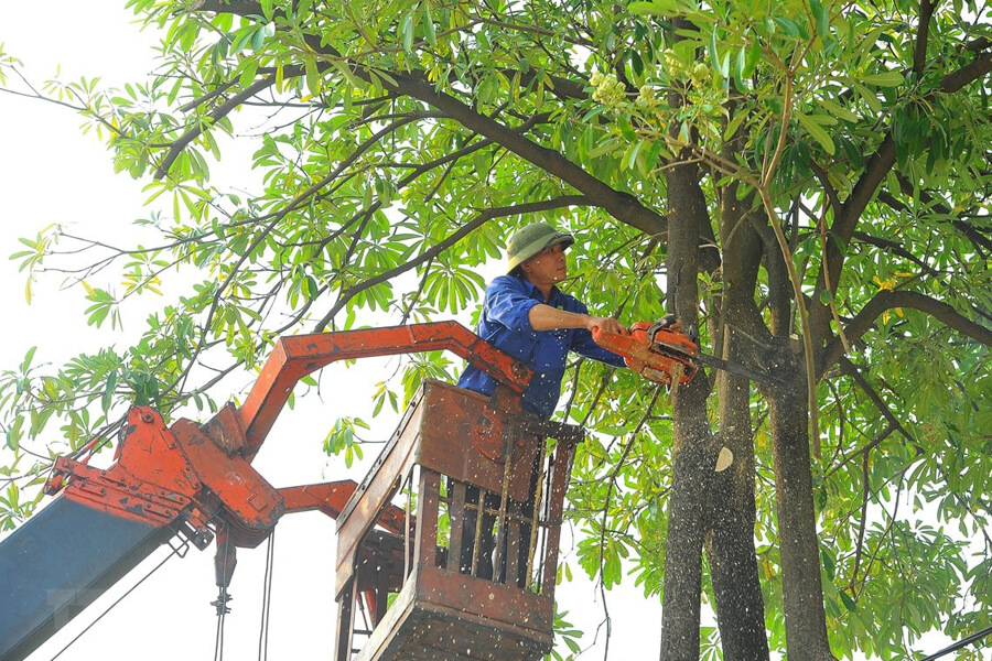 Dịch vụ chặt cây xanh chuyên nghiệp tại TPHCM