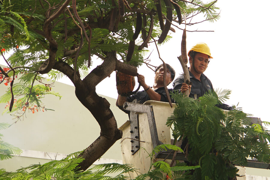 Dịch vụ chặt cây xanh uy tín tại TPHCM